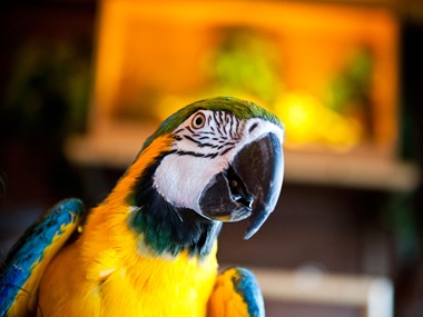 Colorful parrot